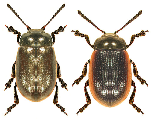 Chrysolina marginata